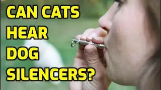 Do Dog Silencers And Whistles Affect Cats?