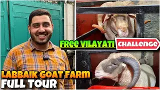 LABBAIK Goat Farm Full Tour | FREE!! VILAYATI CHALLENGE| Isse Bada Adant Vilayati Lao aur Ye Le Jao