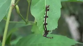 Temenis laothoe caterpillar, REGUA Brazil