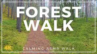 Escape the City Noise, Walk in the Pine Forest With My Dog | Nature POV & ASMR Sounds