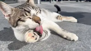 Turkish Cats in 4K - Турецкие Коты в 4К - Meow - Turkey (Part 2)