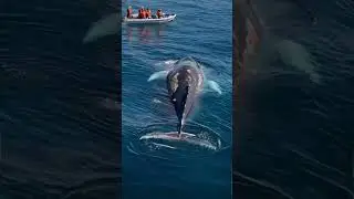 Compassionate Humans Help WhalesRemove Painful Barnacles#whale#rescue#arctic#arcticadventures#winter