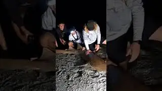 Harmless Giant #nurseshark #shark #surffishing #bigbaits #nightfishing #beachfishing