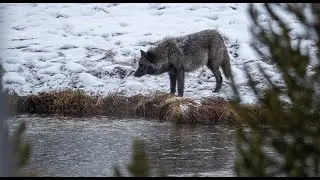 Did Wolves Really Save Yellowstone? &bull; Daily Dose of Nature
