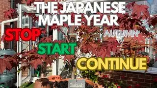 Japanese Maples:  Stop Start Continue