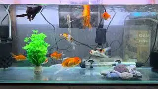 Goldfish Community aquarium #goldfish #trending #lucky #tricolor #pandaoranda #goldfishaquarium#fish