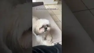 Brinquedo de cachorro 🐶 #shitzu #cachorros #cachorrobrincando #shortsvideo