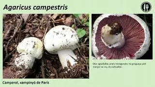 Els bolets de tardor de Cerdanya. Enric Qu&iacute;lez.