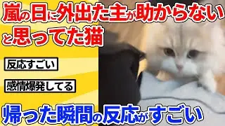 【2ch動物スレ】嵐の日に仕事に行った飼い主を助からないと思ってた猫→帰宅した瞬間の反応