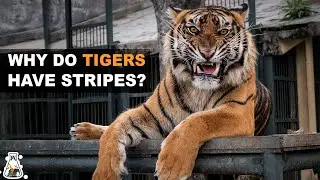 Почему у тигров есть полоски, а у львов нет?