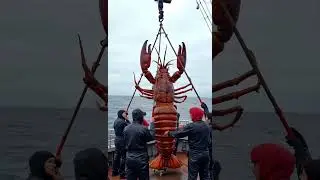 The Largest Lobster Ever Caught: An Ocean Giant! 🦞🌊