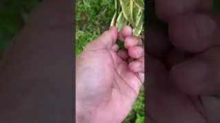 what kind of ladybug is this guys? #edm #nature #acapella ##wildlife