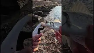 Just 1 more try 🎯 #fishing #viral #spinning #bass