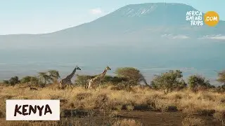 Kenya, a land full of magical experiences - Africa Safari Trips