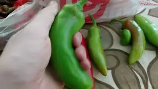 Обзор Capsicum chinense