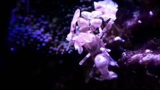 Harlequin Shrimp (Hymenocera elegans)