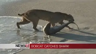 Bobcat catches shark, carries it along Florida Beach