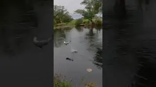 Huge salmon jumps out and breaks the line 🎣