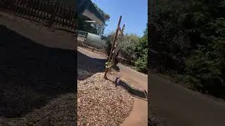 Akron Zoo Tours: Train Ride Pride Of Africa Akron Ohio