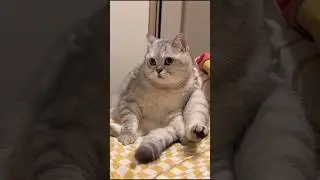 The boredom of kittens is surprisingly fun and heart-melting #cat #catshorts #kitten #cute #pets