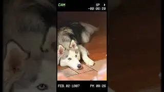 Mankind&rsquo;s best friend