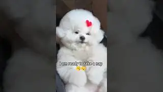 Этот щенок всегда готов 🥱😴 #собака #собачьишорты #видеоссобаками #милаясобака #милыйщенок #щенок ...