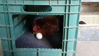 ¿Cómo van las torres de nidos para gallinas?