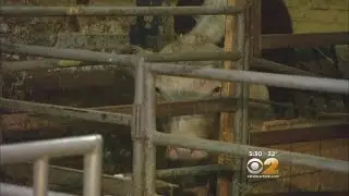 Queens Cow On The Loose