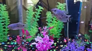 David Fish Tank 4-28-2024