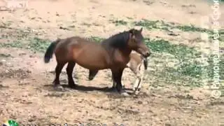 Stočarstvo u Sjenici, nebriga države i dr.