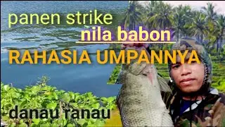mancing ikan besar nila babon di danau ranau // umpan nila
