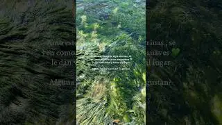 Yo creo que las algas  marinas le dan vida a estas rocas, tu que opinas? #seaweed #algas #beachlife
