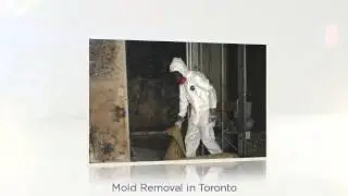 Mold inspections air quality testing and mold removal in Toronto