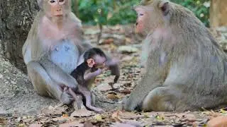 Adorable baby monkey getting love and care from mom