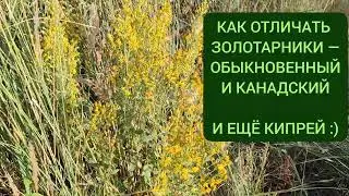 Золотарники: как отличать чужих (канадский и гигантский) от нашего (обыкновенного).