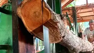 SURPRISING! An unexpected discovery at 03:25 while sawing a beautiful teak tree