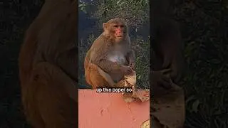 monkey feeding video #monkey #shorts #viral