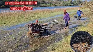 ลากแมงดานา ตามหนองน้ำหญ้าลก แมลงดา แมลงตับเต่า ปูนา ทั้งปลาและเขียด
