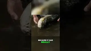 Catch and Release Monster Fish: A True Angler's Dilemma #shorts