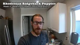Rhodesian Ridgeback Puppies - Preparing Weaning Food - Week 3 to Week 4