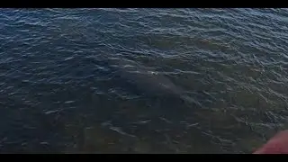 The Jenkins Creek and Bayport Massacare