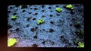 Greening Cities Conference - Green Roof Maintenance by Ed Snodgrass