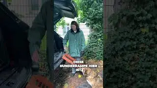 Revolution&auml;re Hunderampe f&uuml;r eine m&uuml;helose Autofahrt deines gro&szlig;en Vierbeiners.