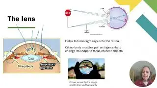 9b Vision Part 1   The Eye   Internal Eye