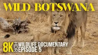 8K HDR Wild Botswana - Bakari's Pride | Narrated Animal Documentary about South Africa - Part 5