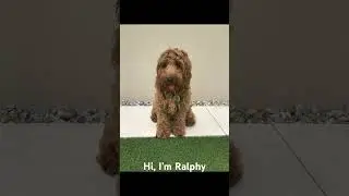 Meet Ralphy the Spoodle 🫶🐕 #puppy #cutedog #designerdogs