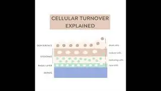 Cellular Turnover Explained