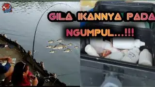 LOMBA MANCING IKAN MAS...|| GILA IKANNYA NGANTRI ...!!!