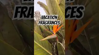 🌴 VACATION FRAGRANCES #nichefragrances #fragrancecollection