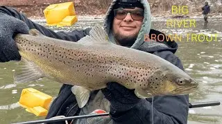 Fishing for BIG New York Brown Trout